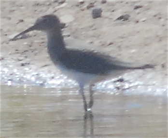 Solitary Sandpiper - ML114812701