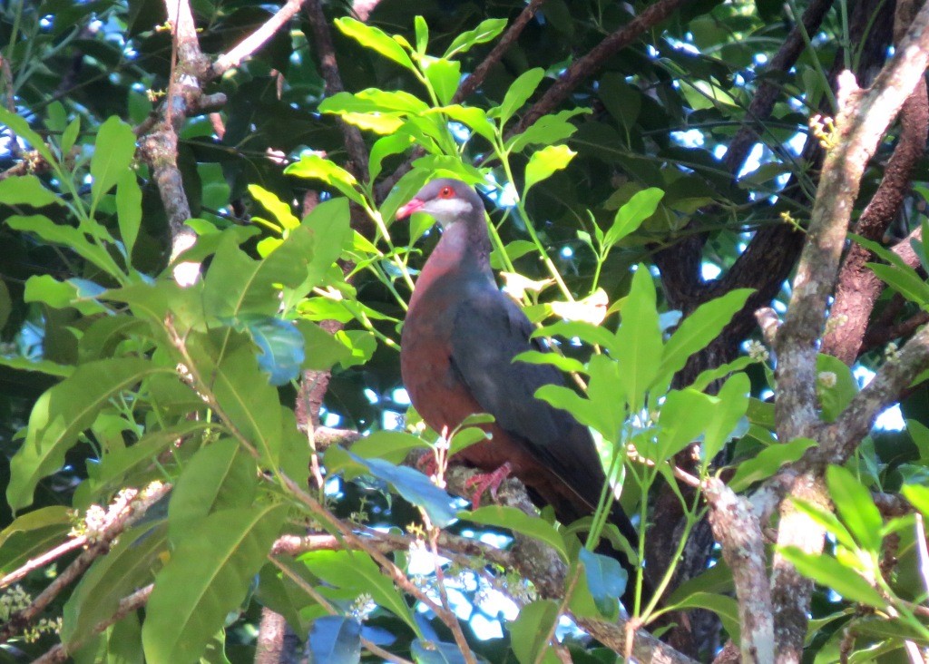 Metallic Pigeon - ML114813171