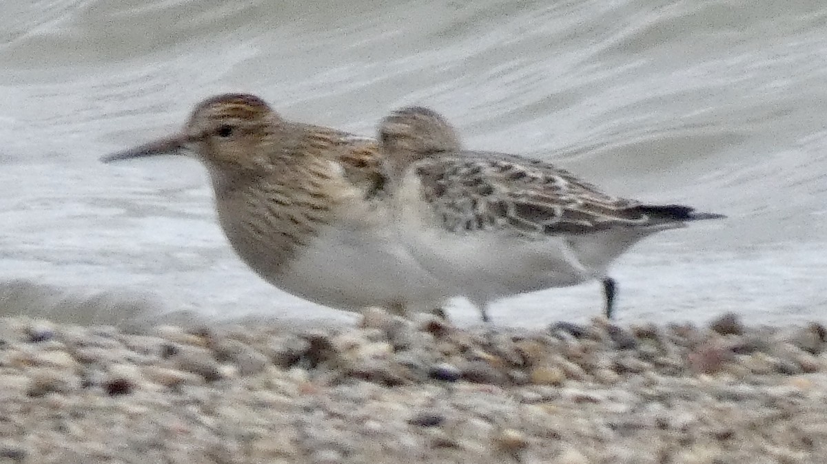 Baird's Sandpiper - ML114814081