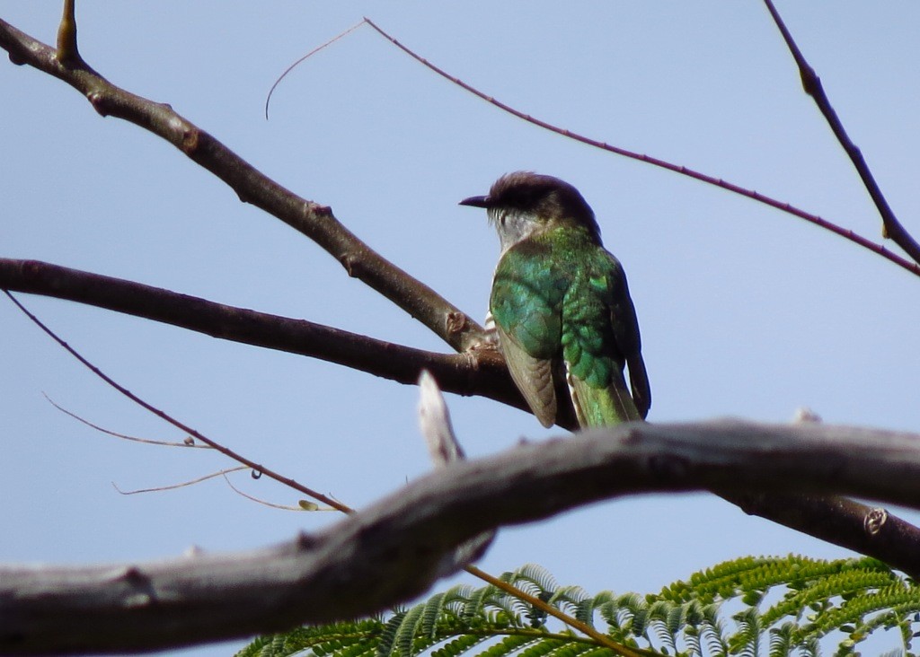 Shining Bronze-Cuckoo (New Caledonian) - ML114814111