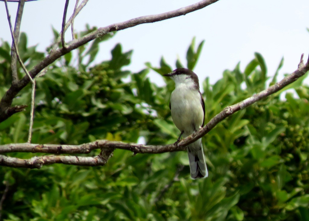 Long-tailed Triller - Mark Smiles