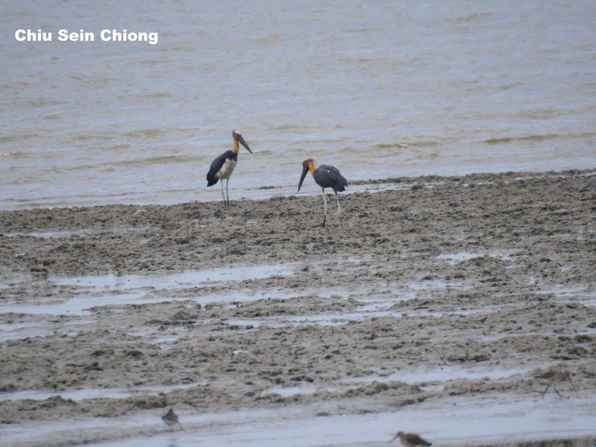 Lesser Adjutant - ML114814821