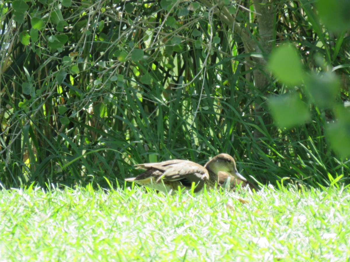 Green-winged Teal (American) - ML114815341