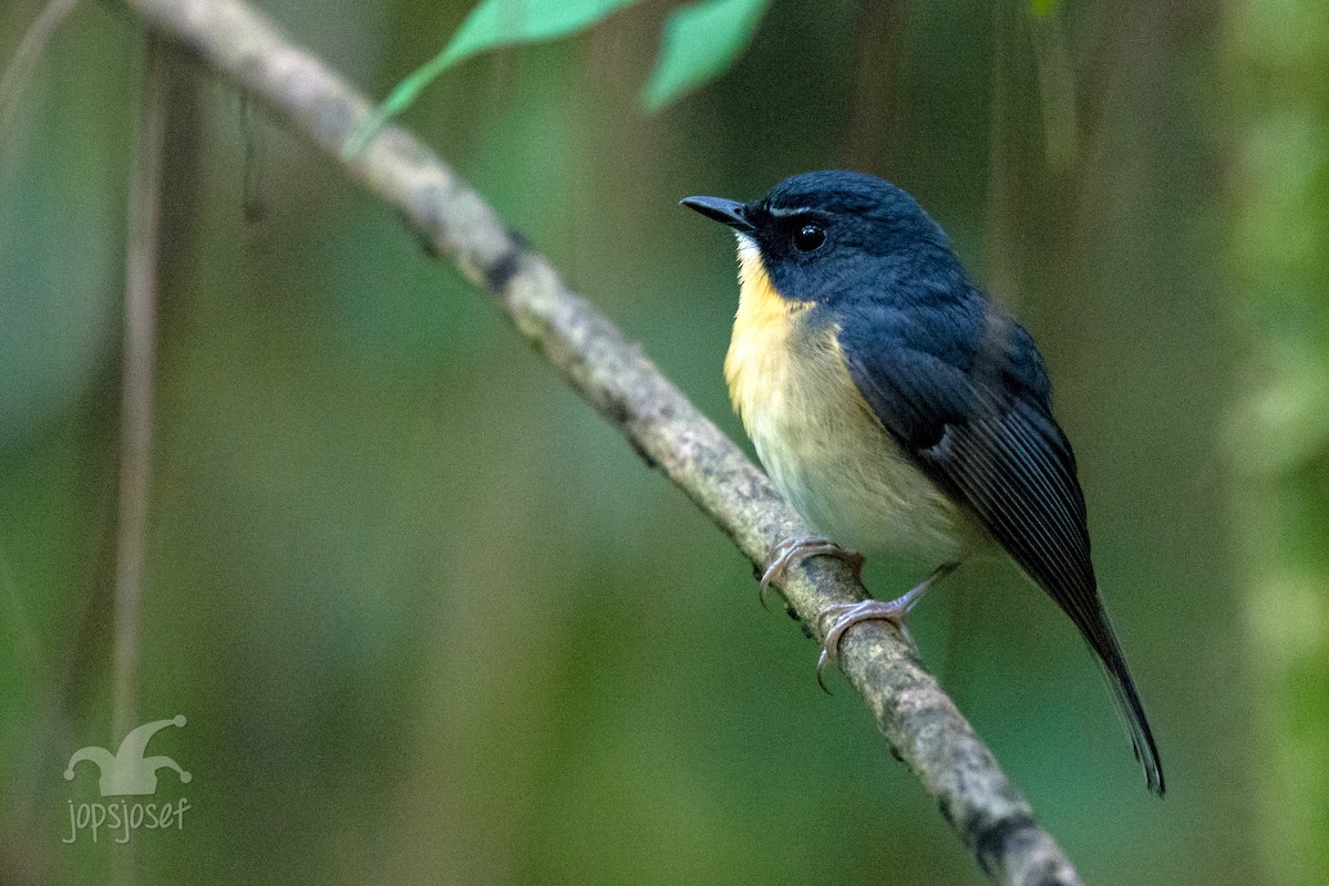 Bundok Flycatcher - Jose Feliciano Josef
