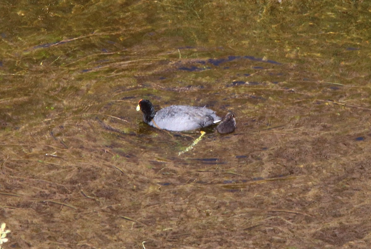 Slate-colored Coot - ML114817371