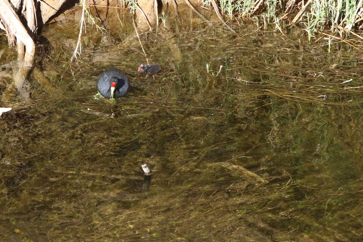 Slate-colored Coot - ML114817381