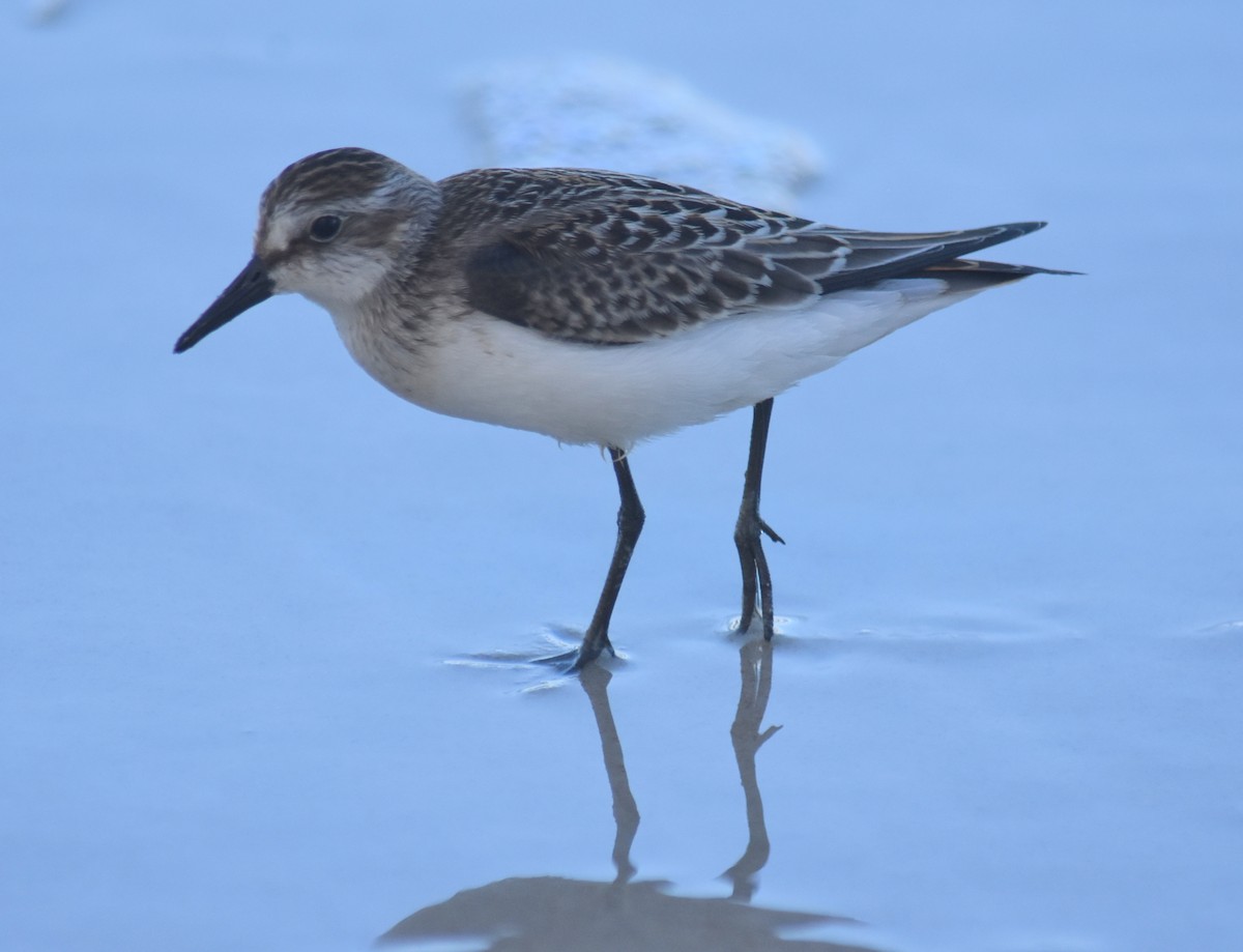Semipalmated Sandpiper - ML114817501