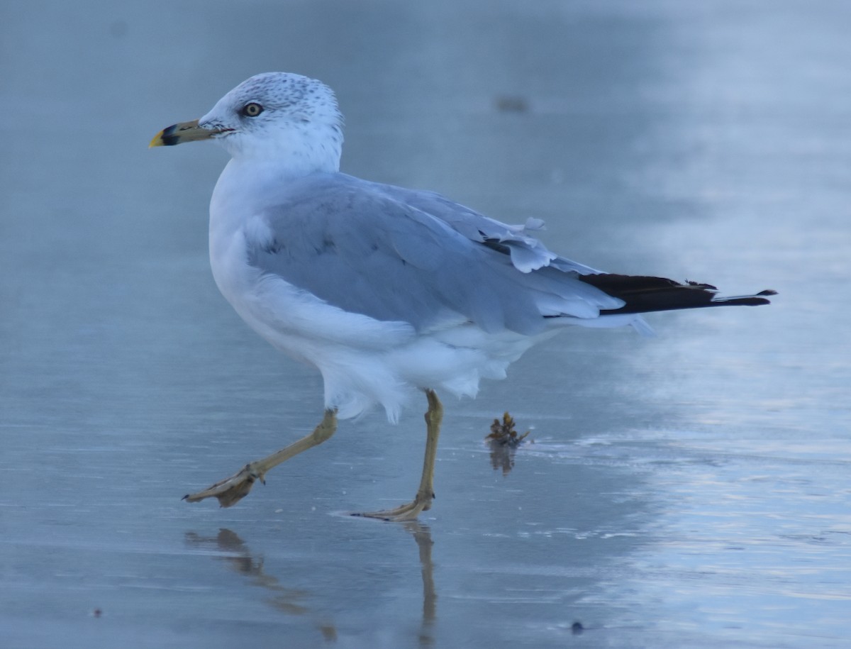 Ring-billed Gull - ML114817551