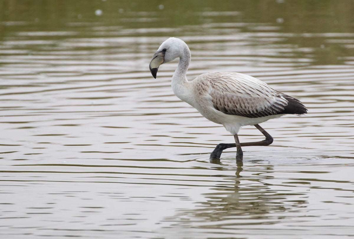 James's Flamingo - ML114817761