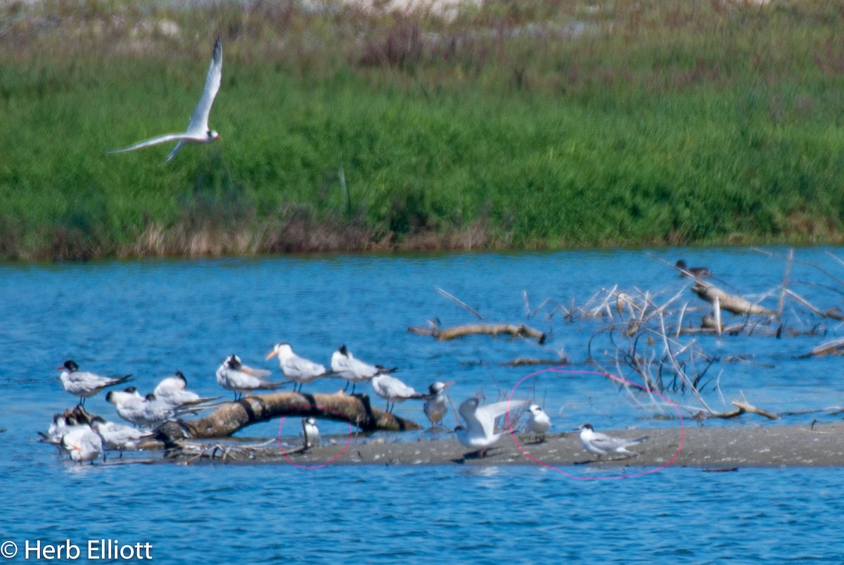 Common Tern - ML114818761