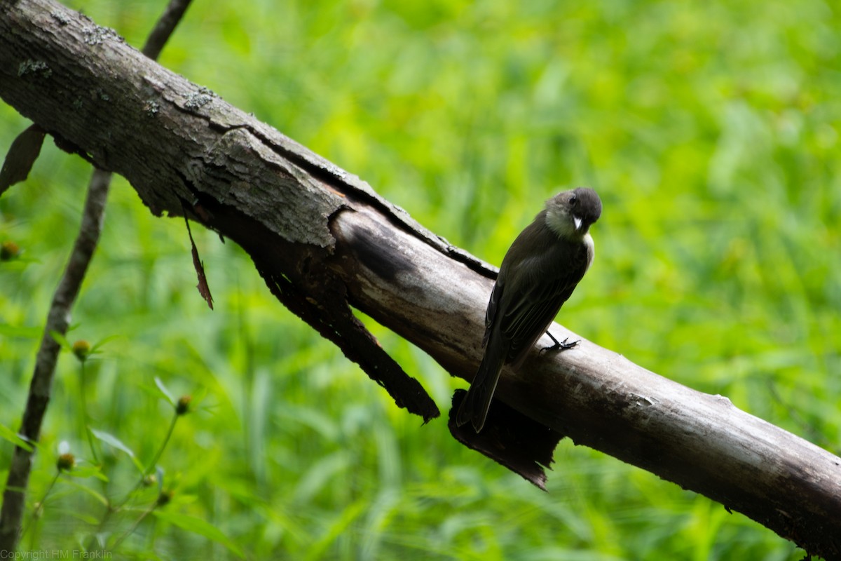Eastern Phoebe - ML114819261