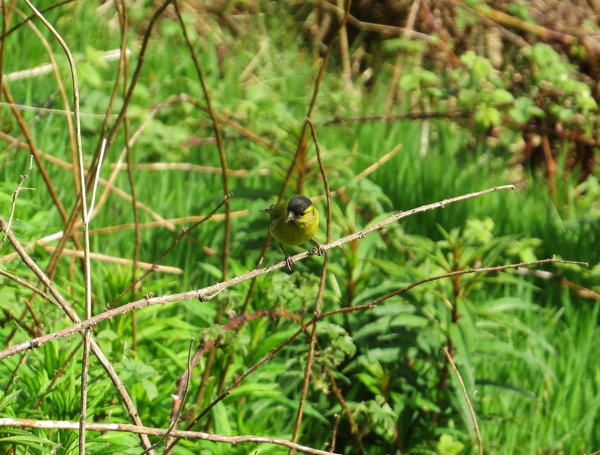 Eurasian Siskin - ML114819681