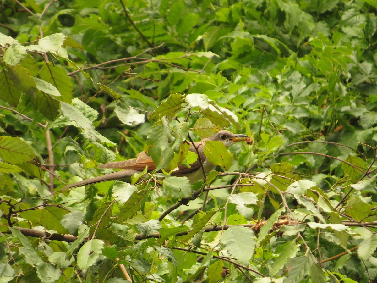 Yellow-billed Cuckoo - ML114820501