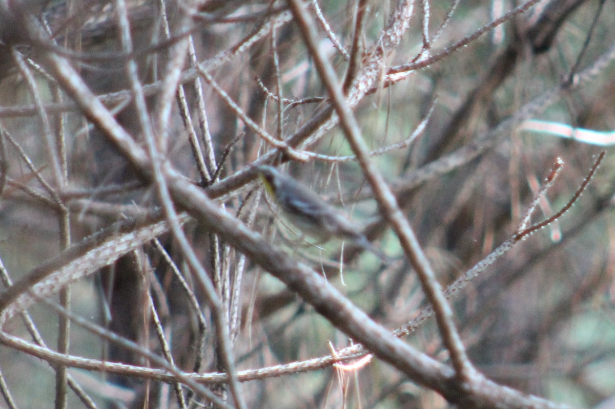 Yellow-throated Warbler - ML114822431