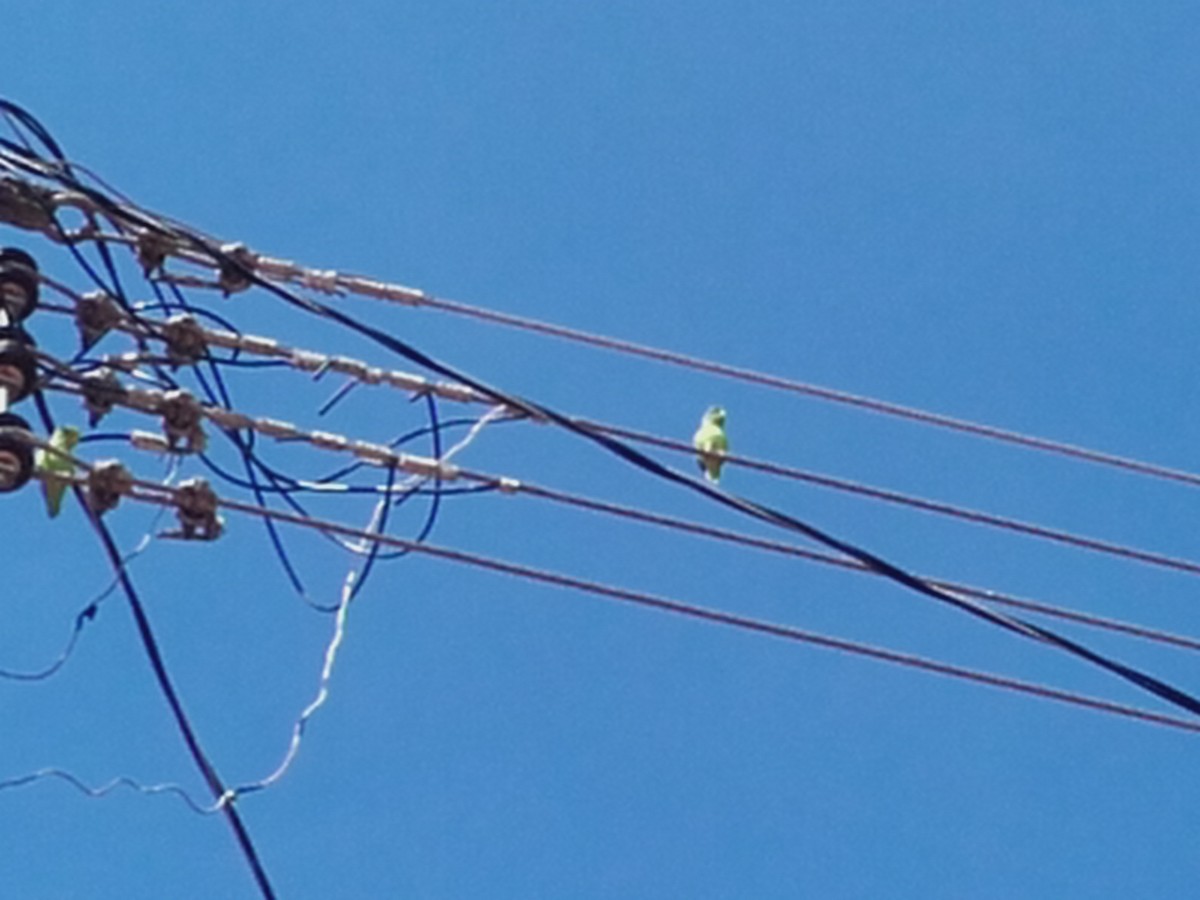 Yeşil Sokumlu Serçe Papağanı - ML114825091
