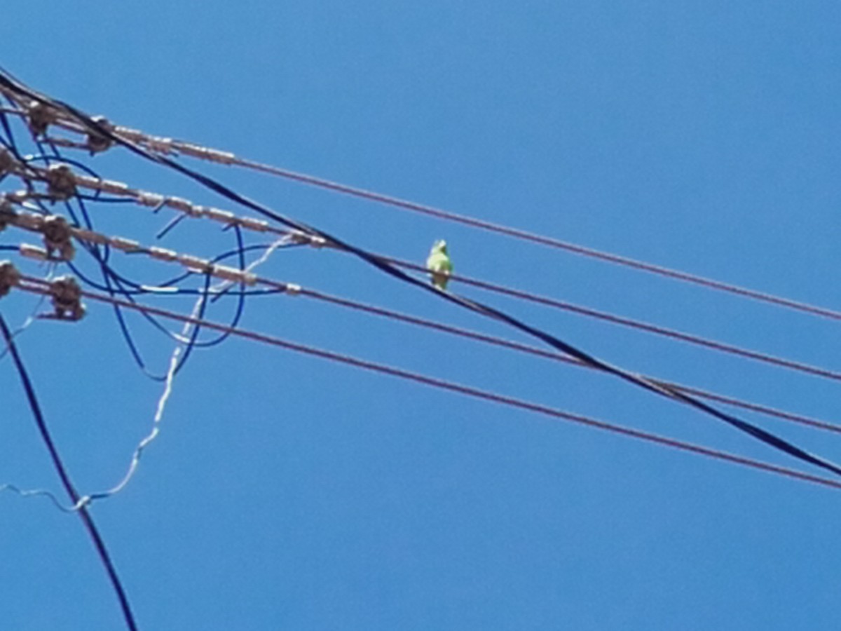 Yeşil Sokumlu Serçe Papağanı - ML114825101