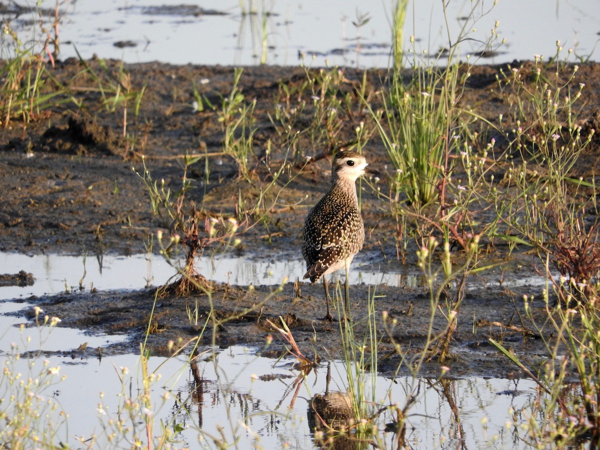 American Golden-Plover - ML114826611