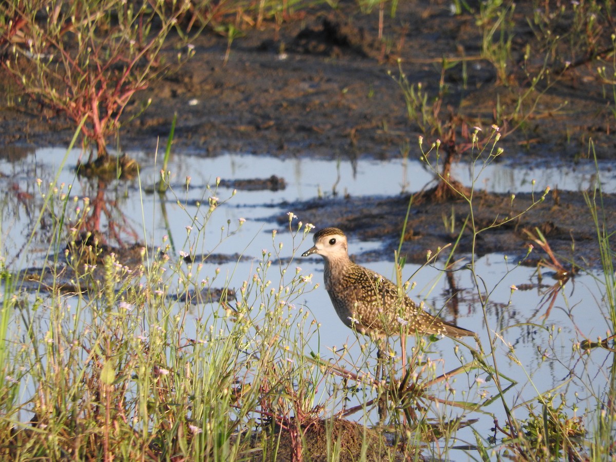 American Golden-Plover - ML114826651