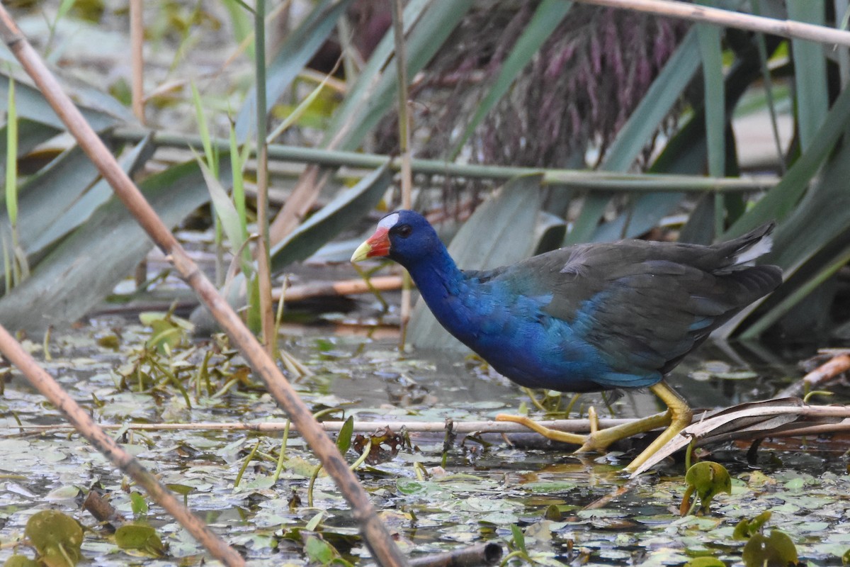 Purple Gallinule - ML114826831