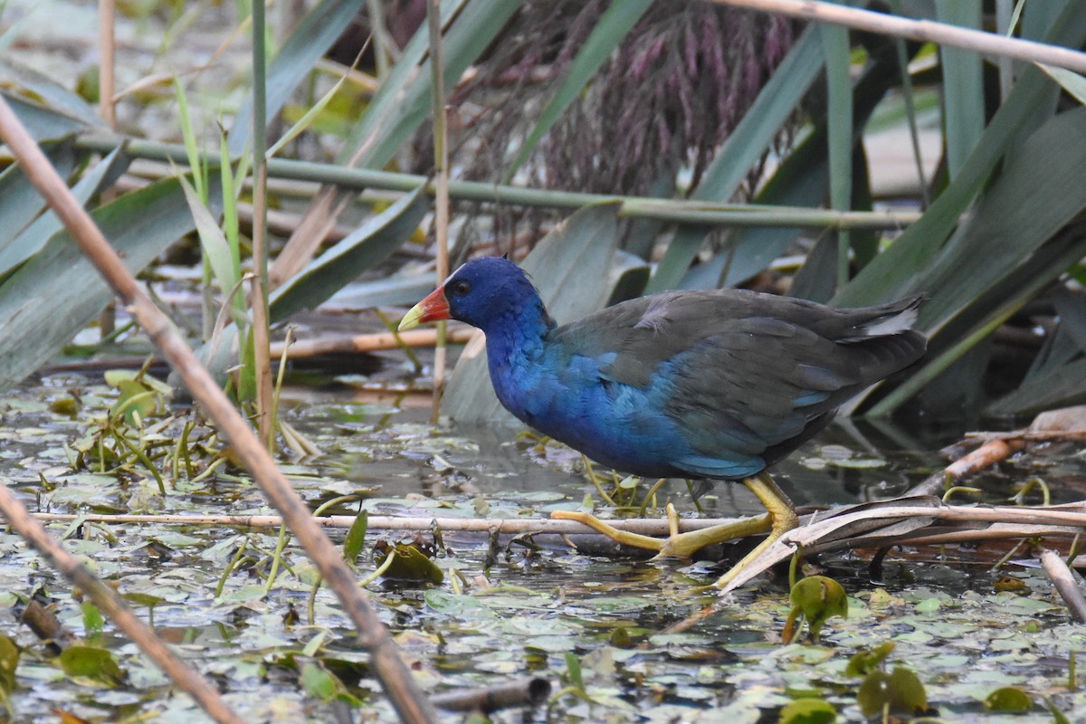 Purple Gallinule - ML114826871