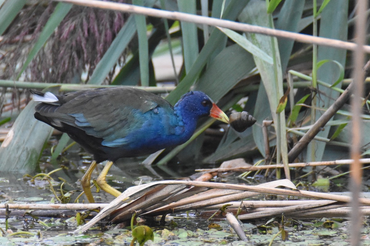 Purple Gallinule - Luke Berg