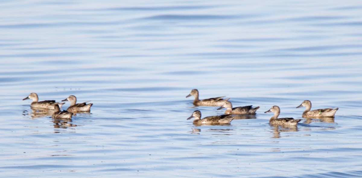 Blue-winged Teal - ML114827001