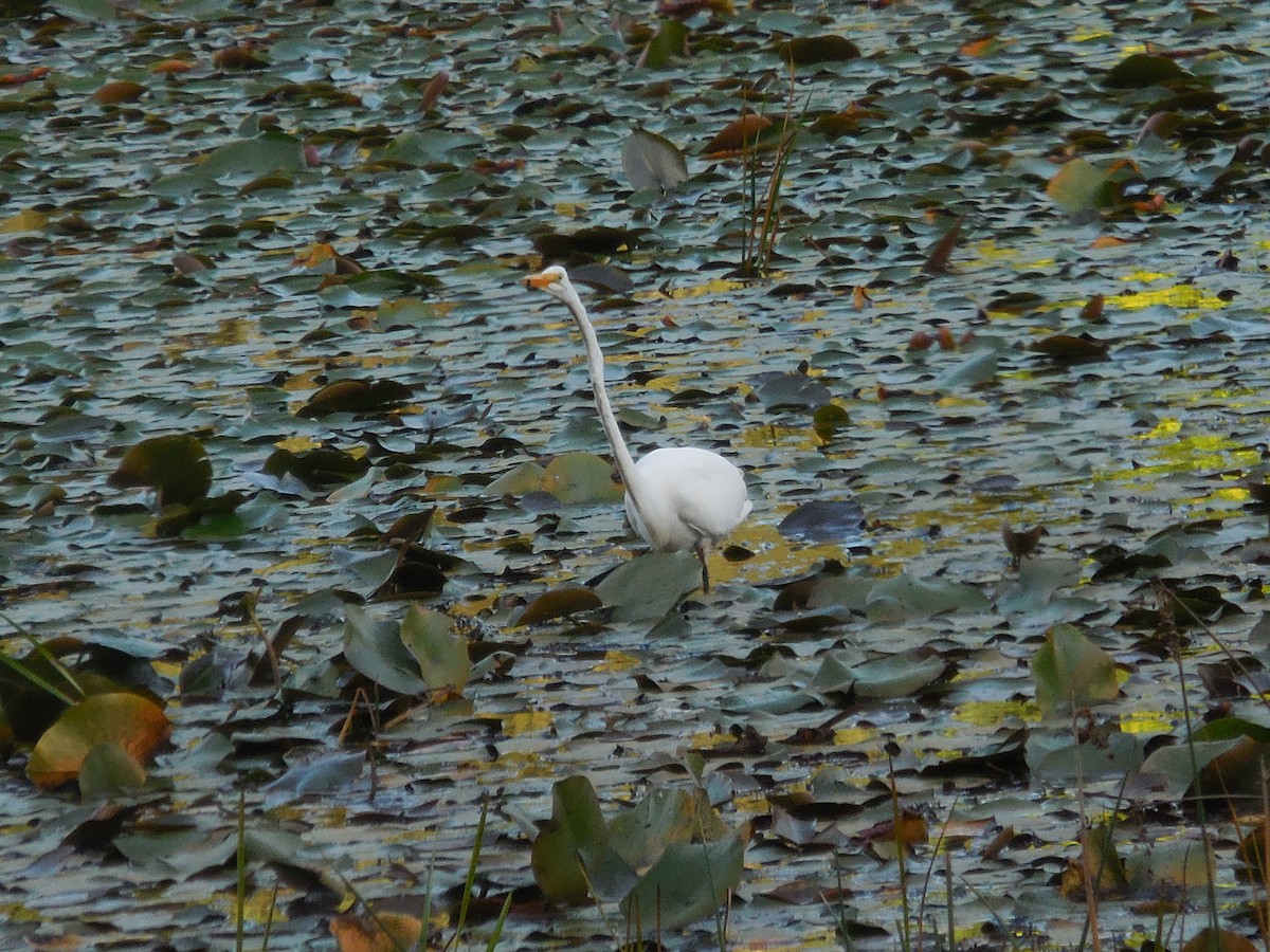 Great Egret - Kathleen Guinness