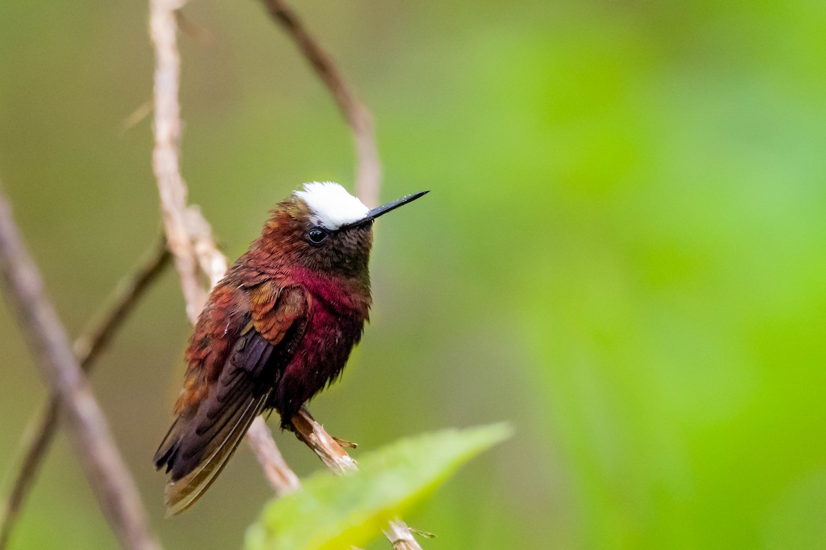 Snowcap - Phil Chaon