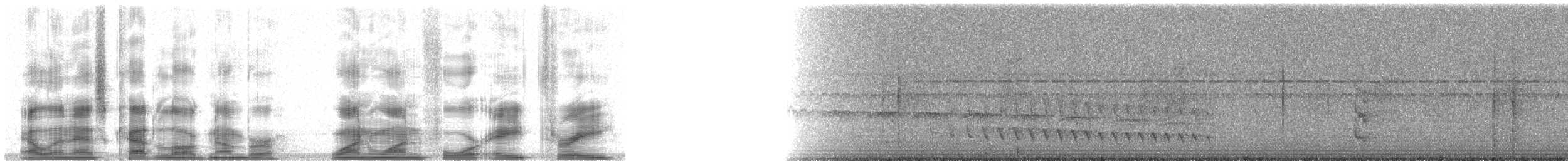 White-flanked Antwren (White-flanked) - ML11483