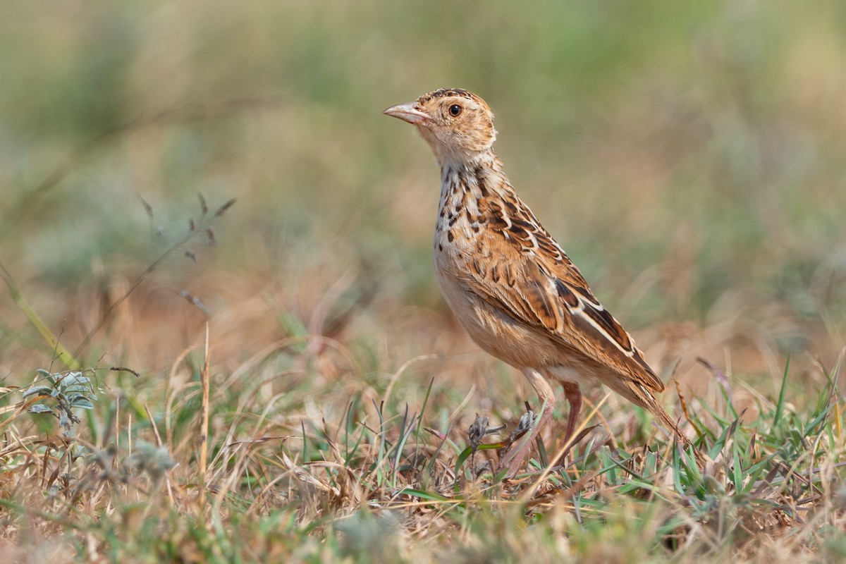 Liben Lark - Phil Chaon