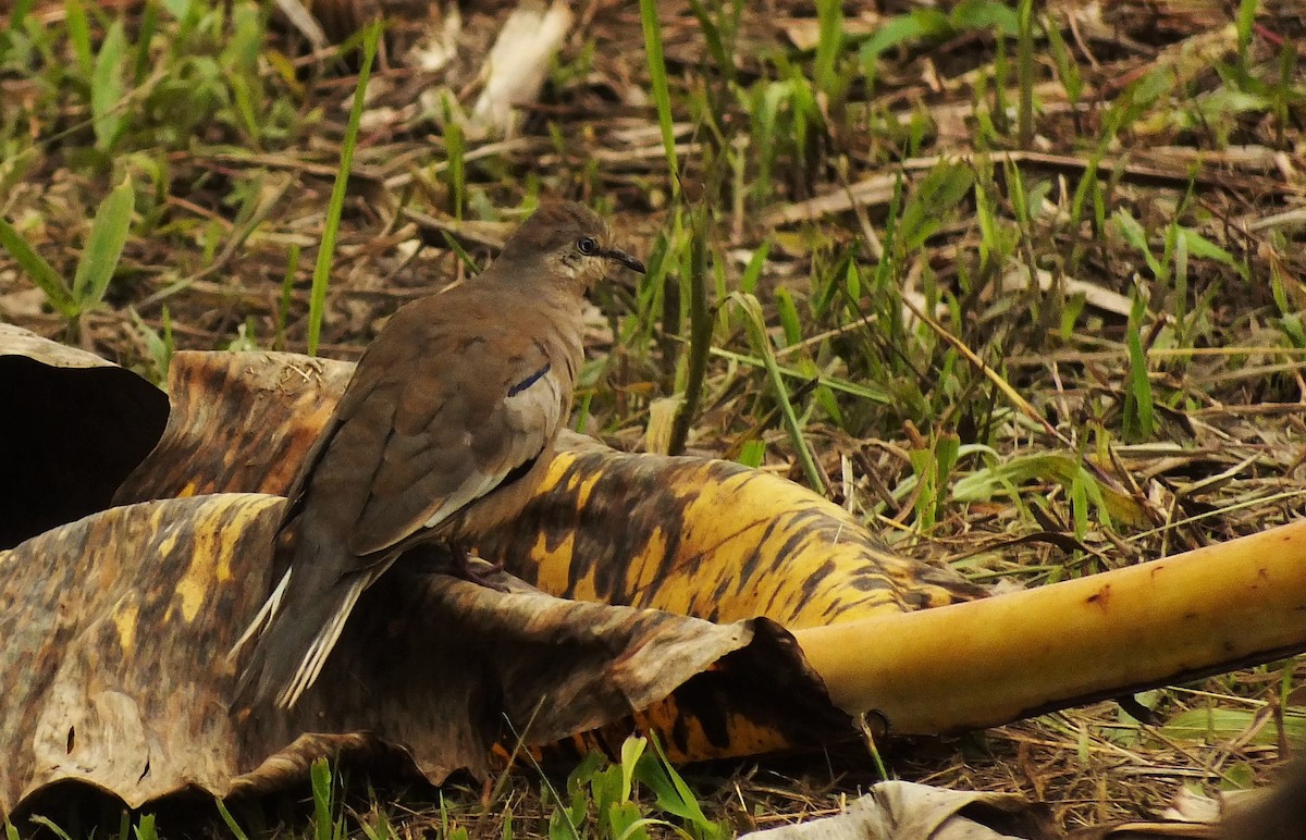 Picui Ground Dove - ML114830961