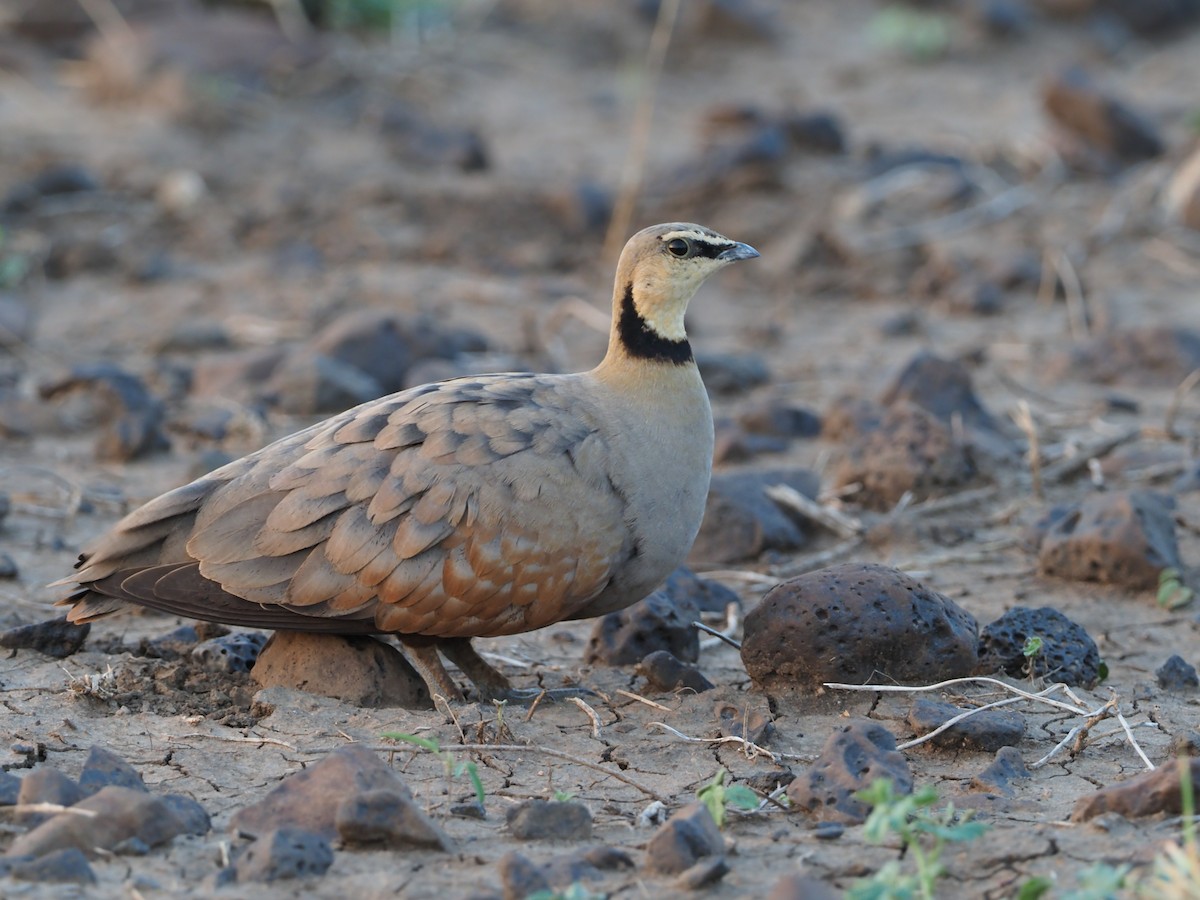 Yellow-throated Sandgrouse - ML114831221