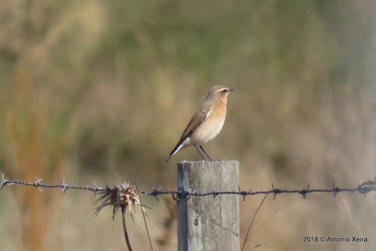 Northern Wheatear - Antonio Xeira