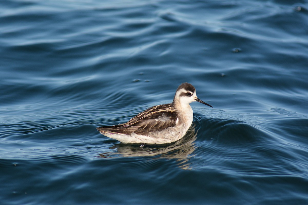 Red-necked Phalarope - André Desrochers