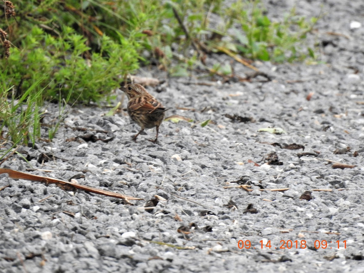 Saltmarsh Sparrow - ML114836771