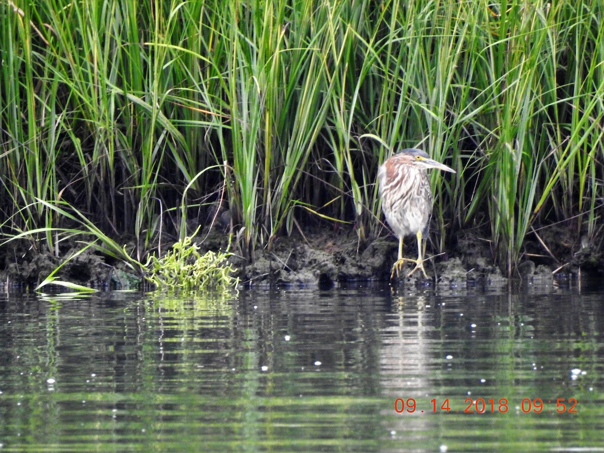 Green Heron - ML114836901