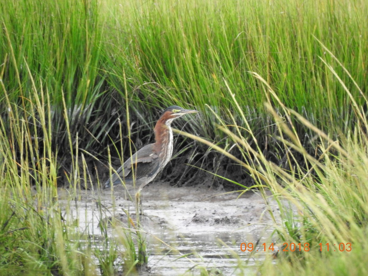 Green Heron - ML114836921