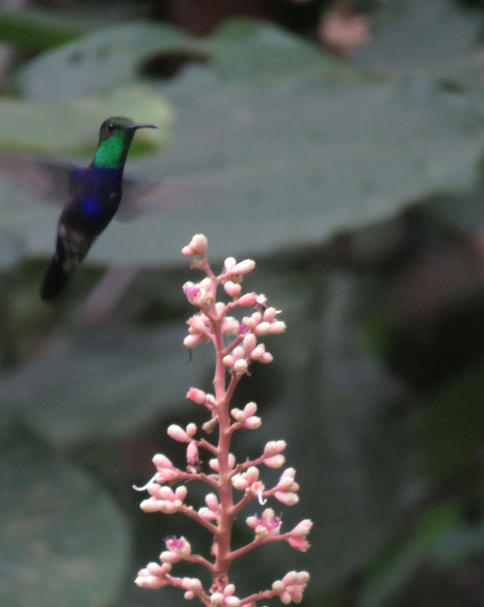 kolibřík nymfový - ML114839601