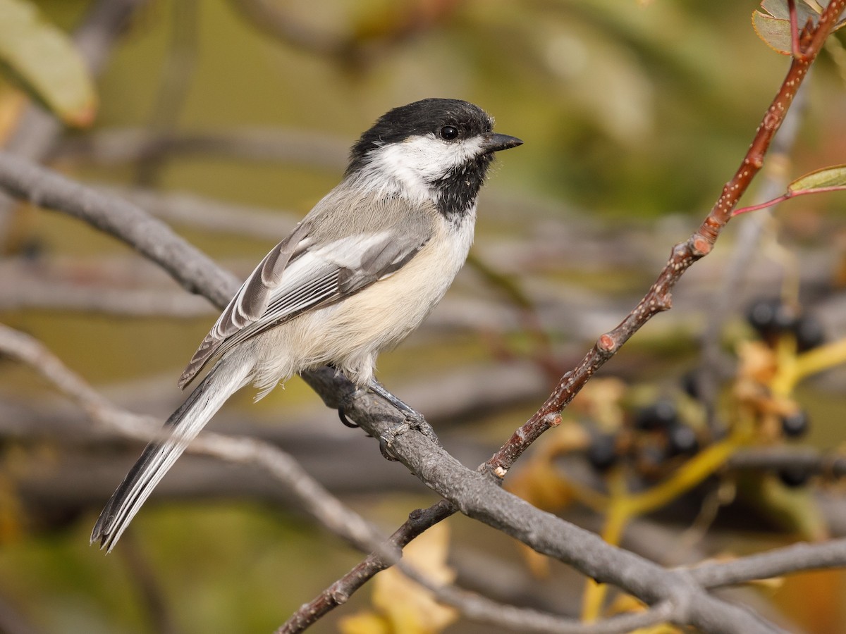 Black-capped Chickadee - ML114839661