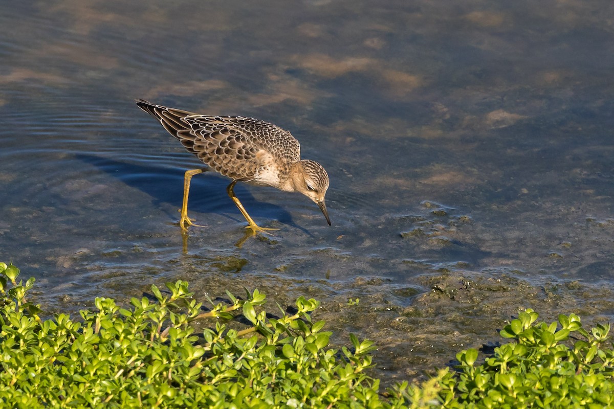 Buff-breasted Sandpiper - Jeff Bray