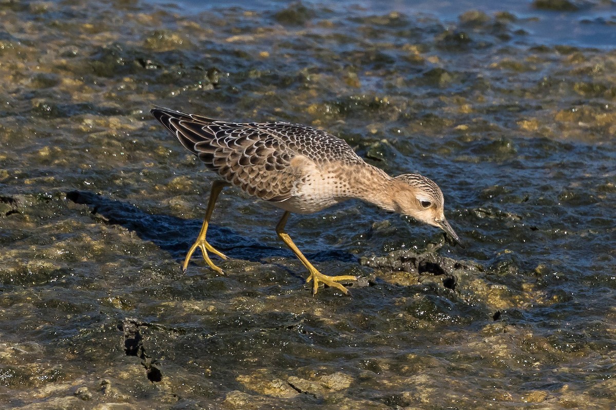 Buff-breasted Sandpiper - Jeff Bray