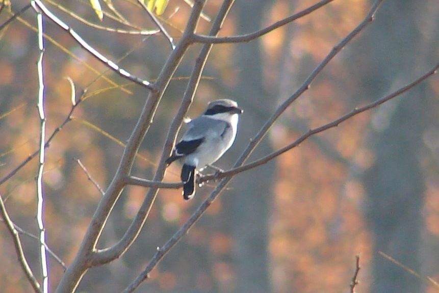 Loggerhead Shrike - ML114840521