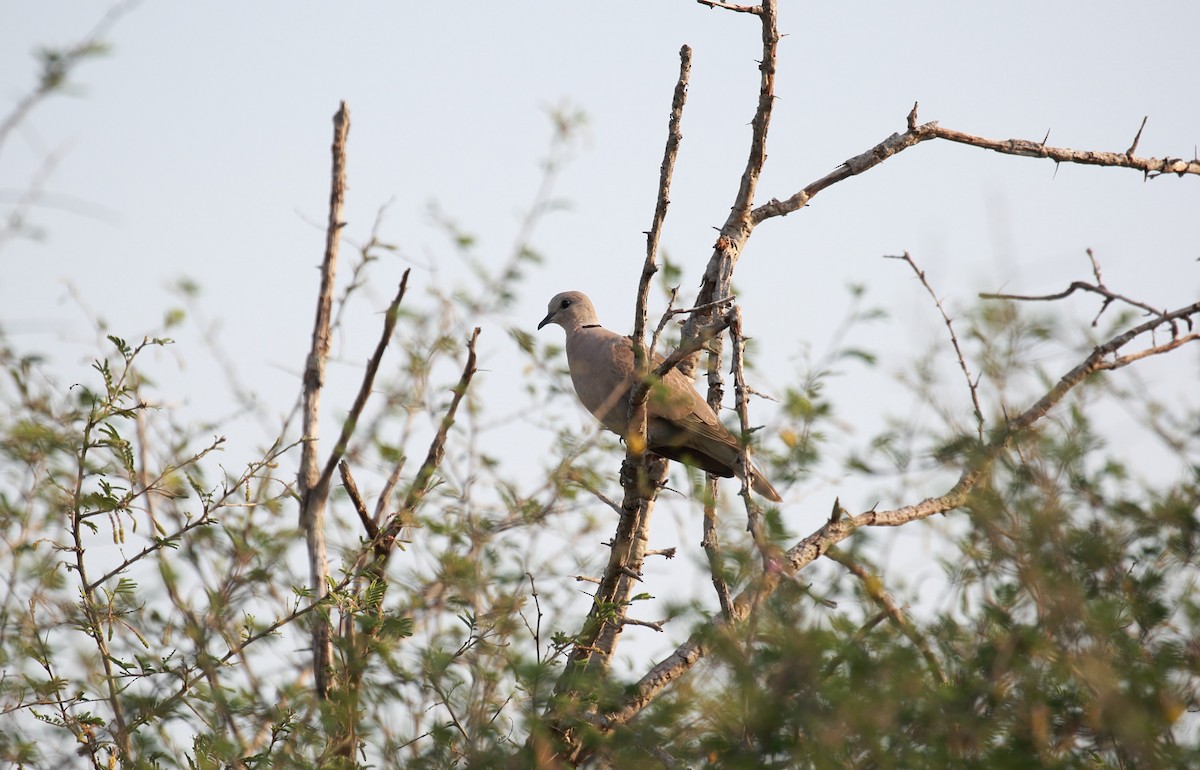 Eurasian Collared-Dove - ML114840761