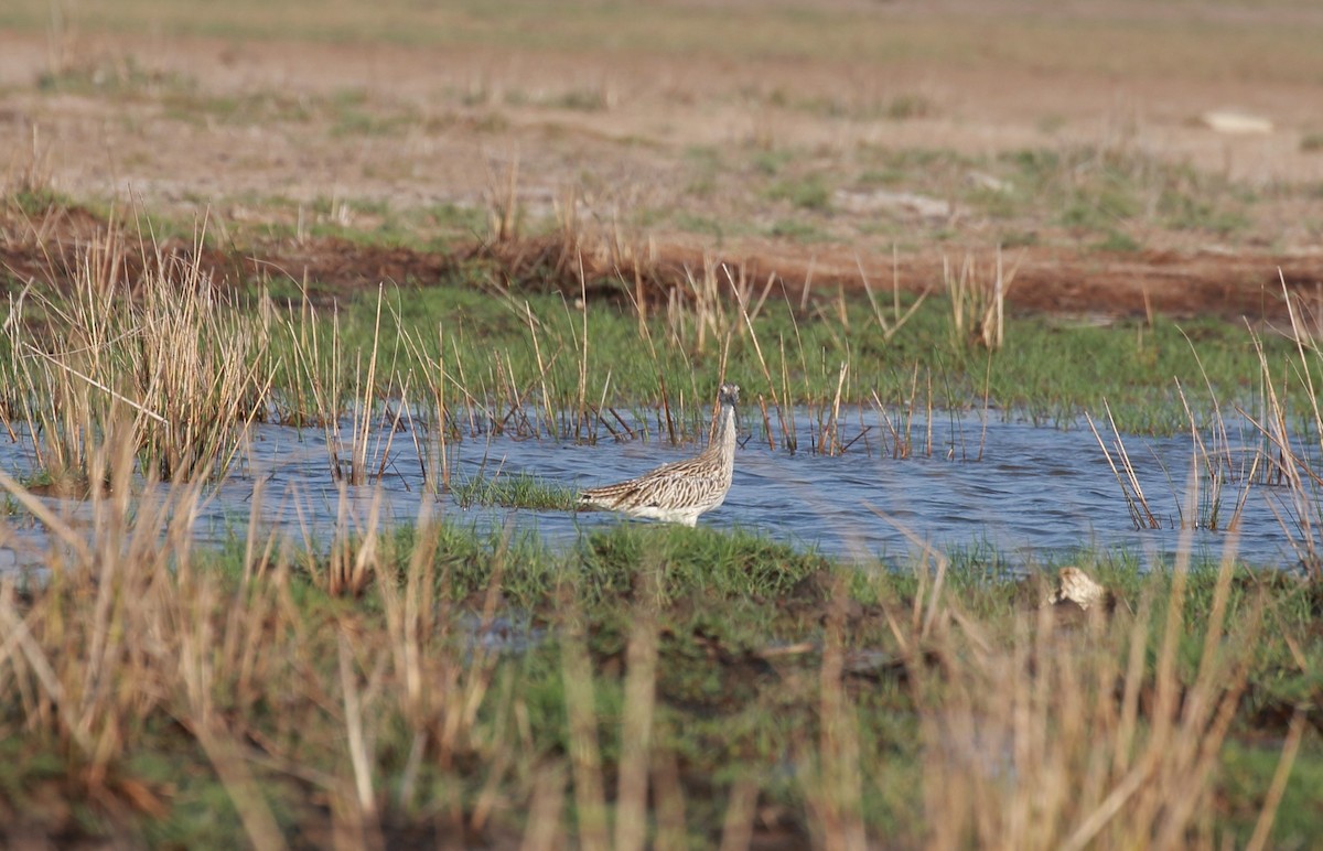 Eurasian Curlew - ML114841071