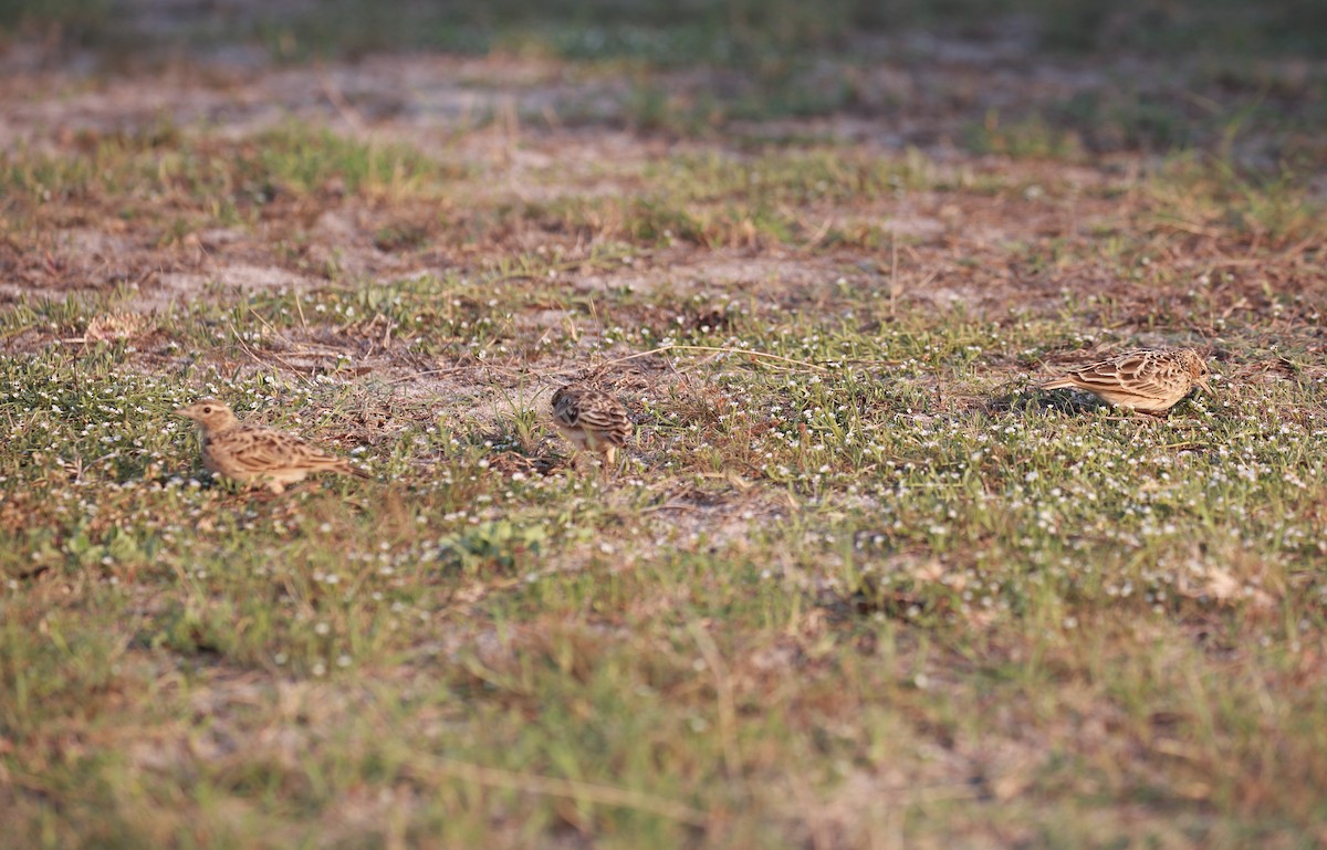 Oriental Skylark - Surendhar Boobalan