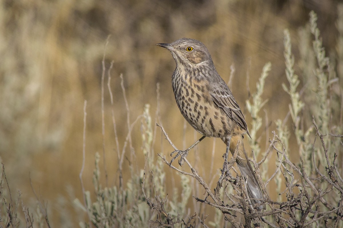 Sage Thrasher - Matthew Pendleton