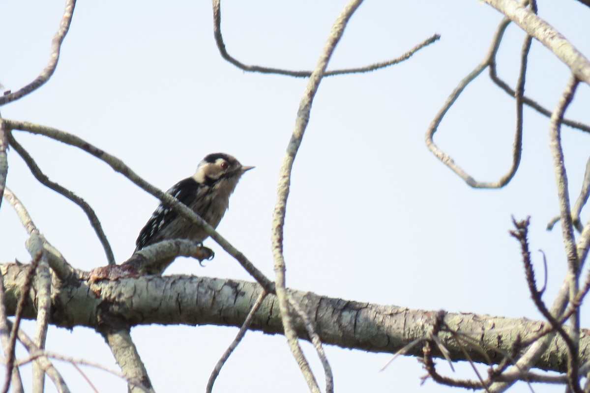 Lesser Spotted Woodpecker - ML114841481