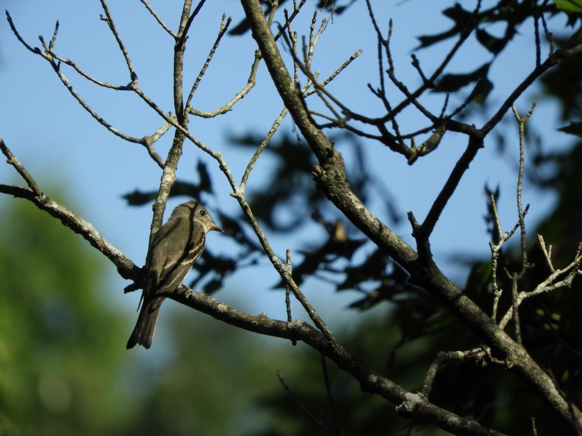 Eastern Wood-Pewee - ML114843741