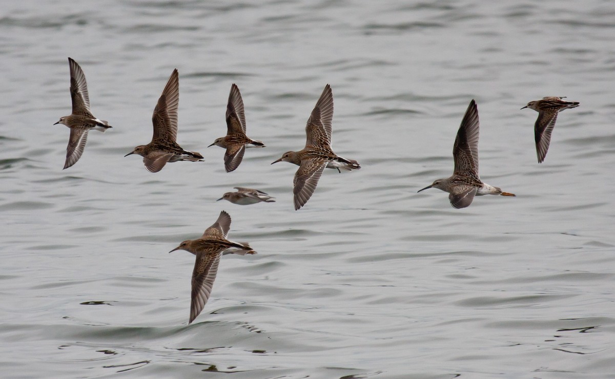 Stilt Sandpiper - Mike Bouman