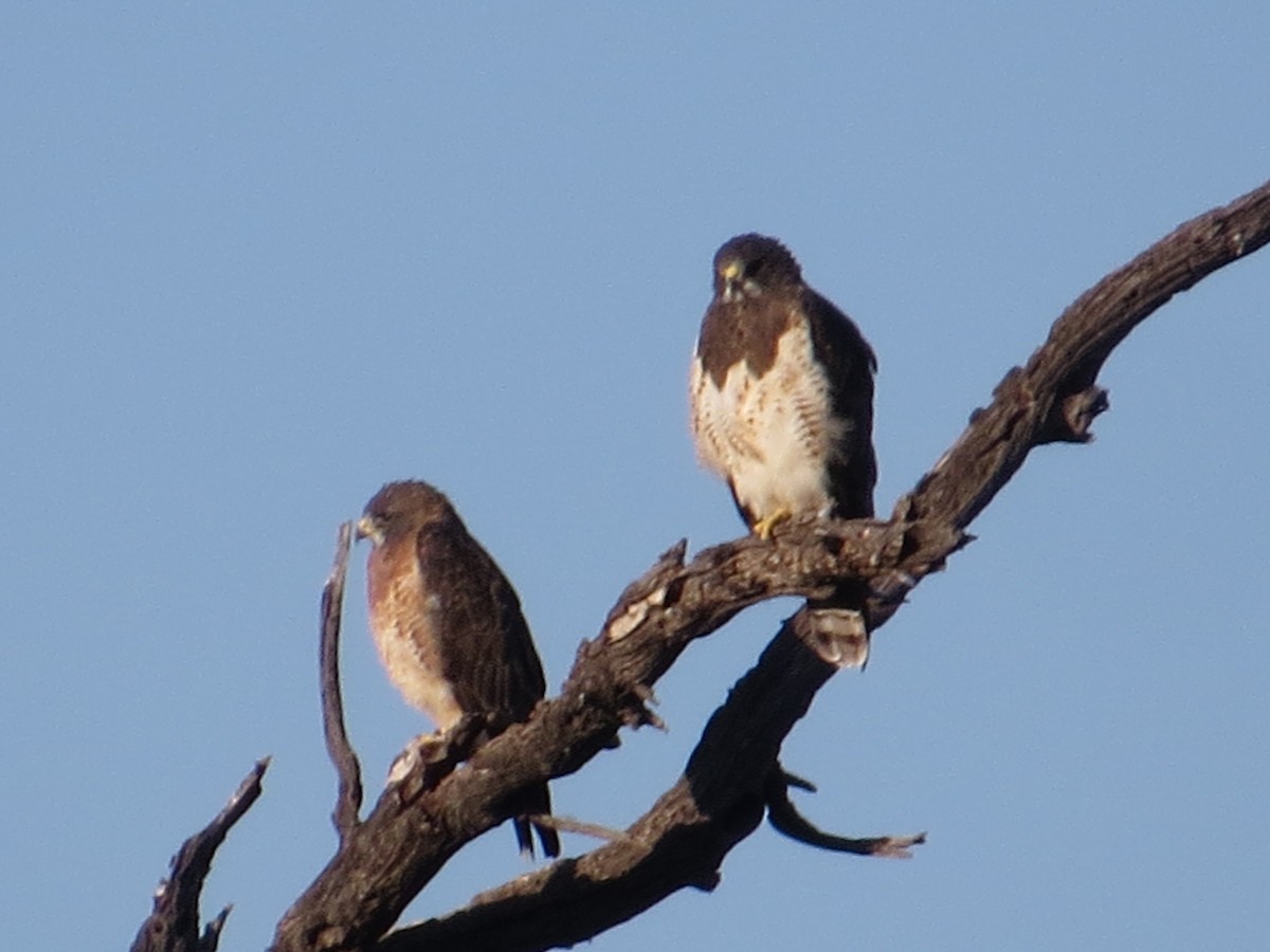 Swainson's Hawk - Rob Woodward